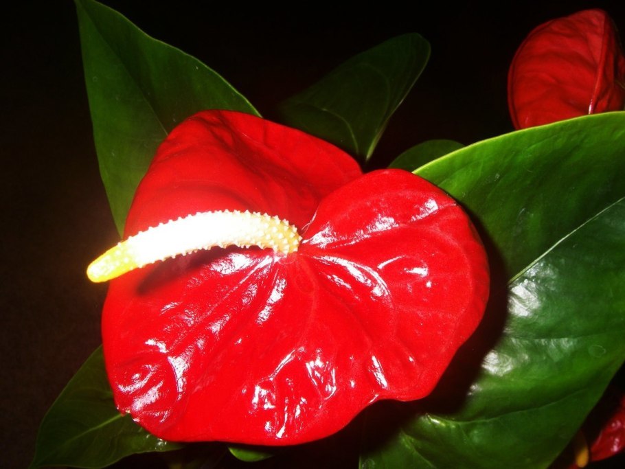 Цветок антуриум красный
