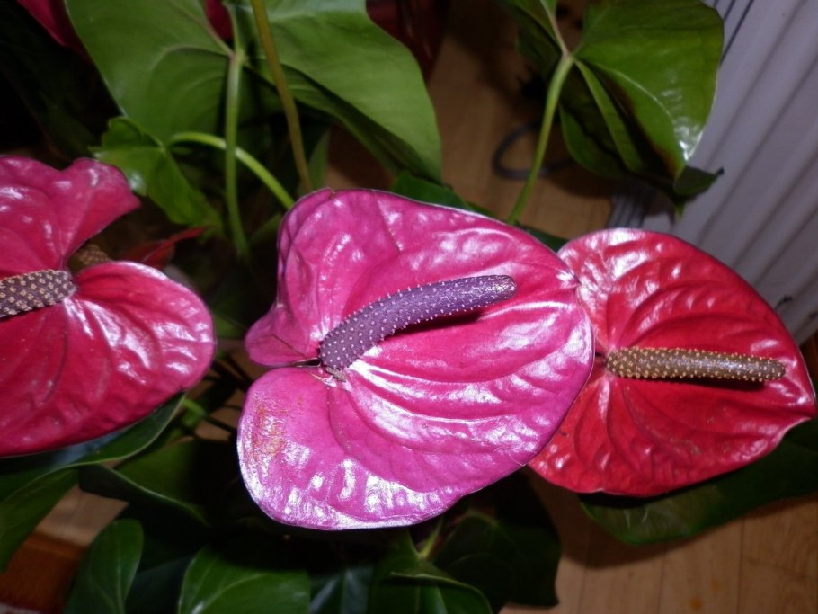Антуриум кавалли