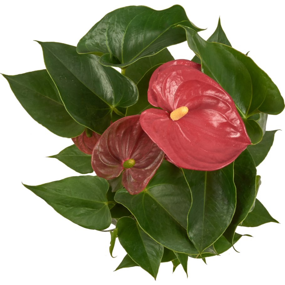 Антуриум андре туренза