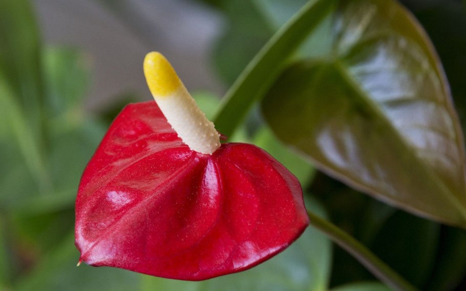 Алексия глориос антуриум