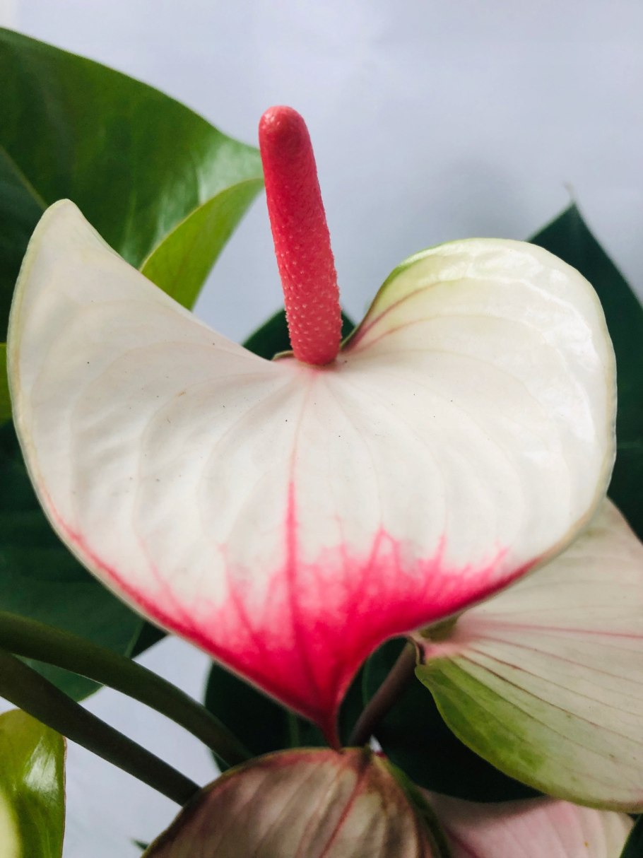 Антуриум Шерцера Амаретти