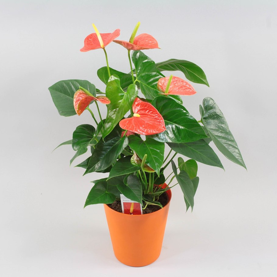 Антуриум принц оранж