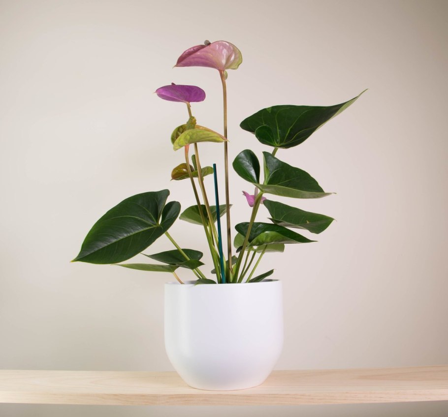 Антуриум нано пинк