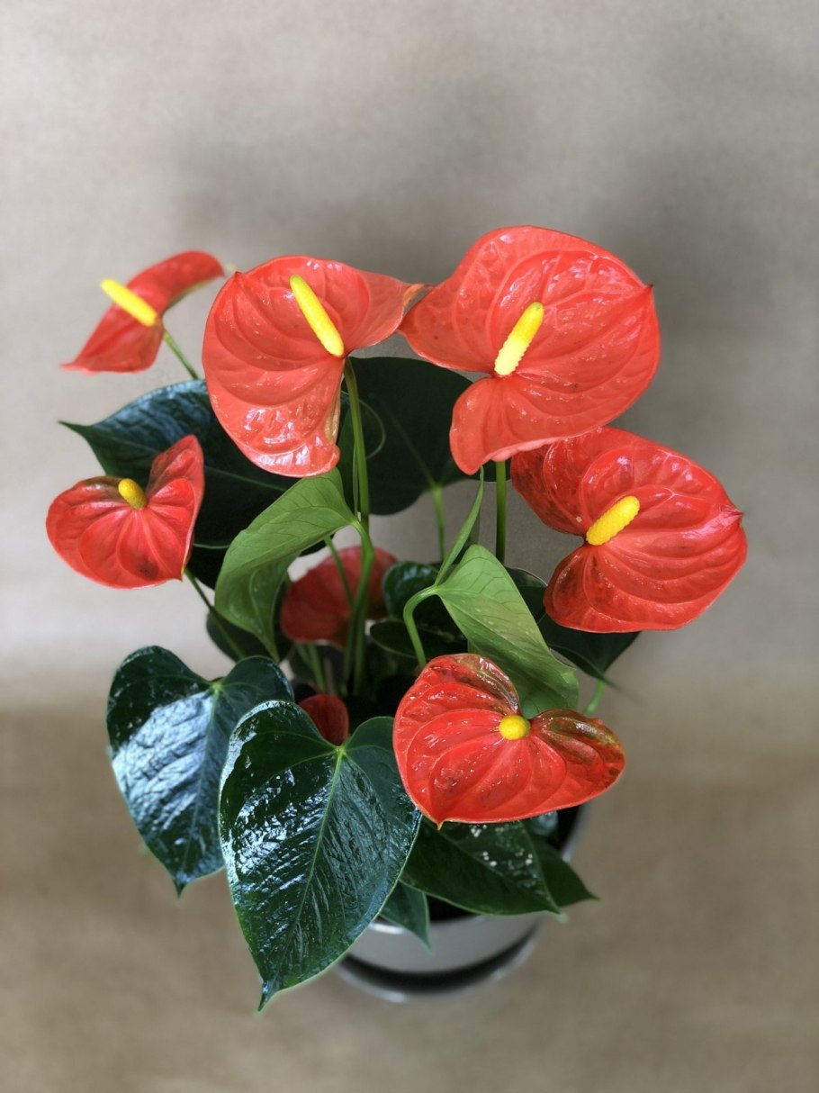 Антуриум red king