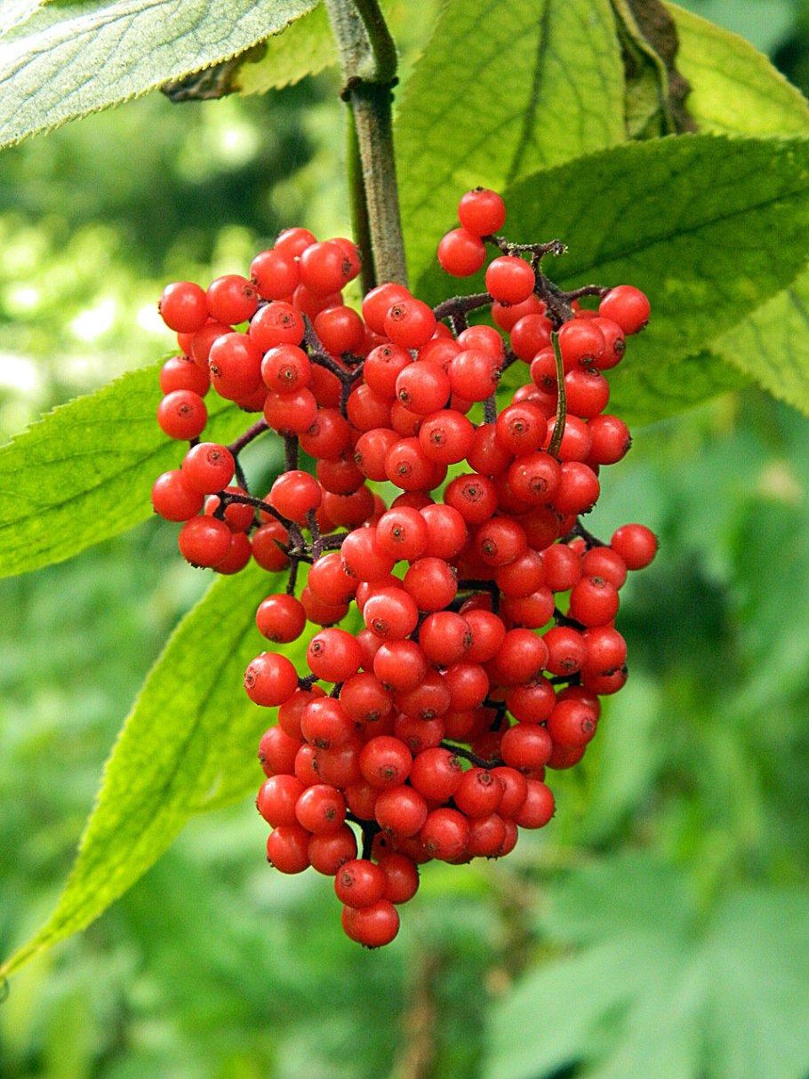 Бузина кистевидная красная