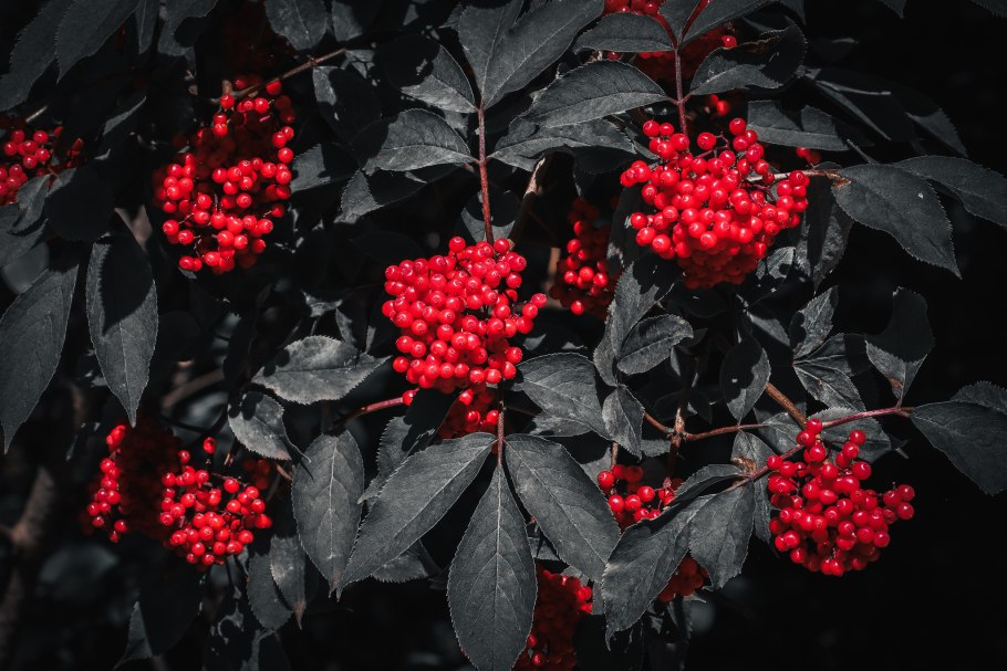 Бузина кистистая