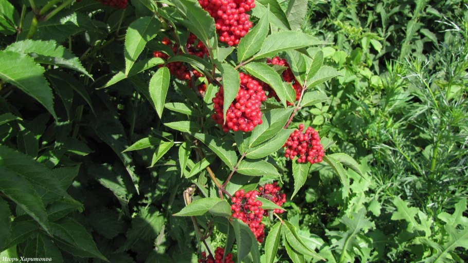 Бузина красная кистистая