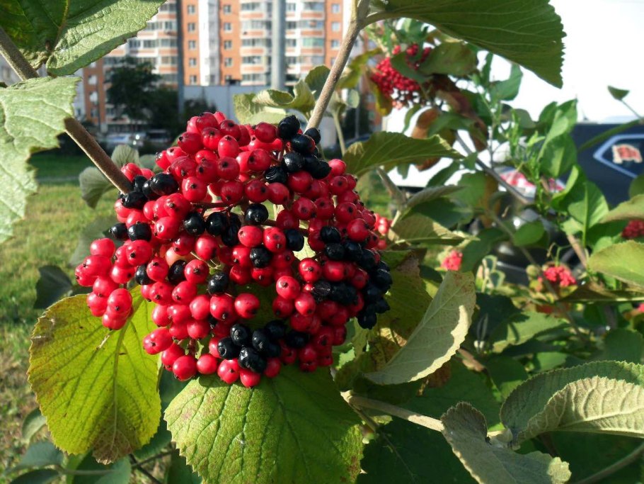 Бузина красная Sambucus