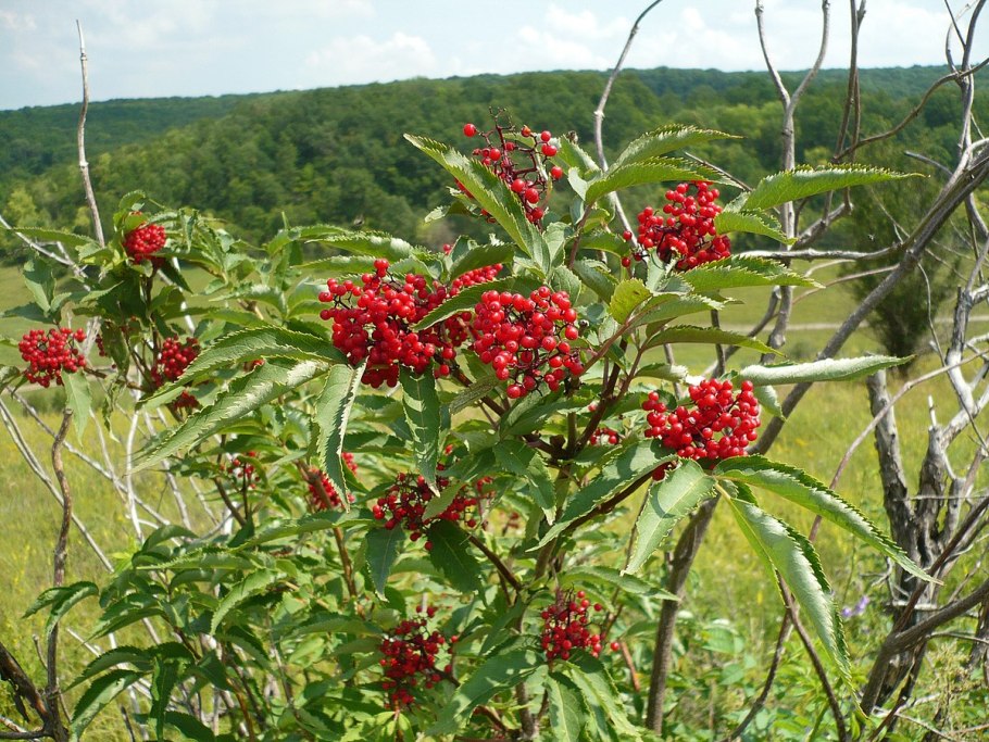 Бузина кистевая куст