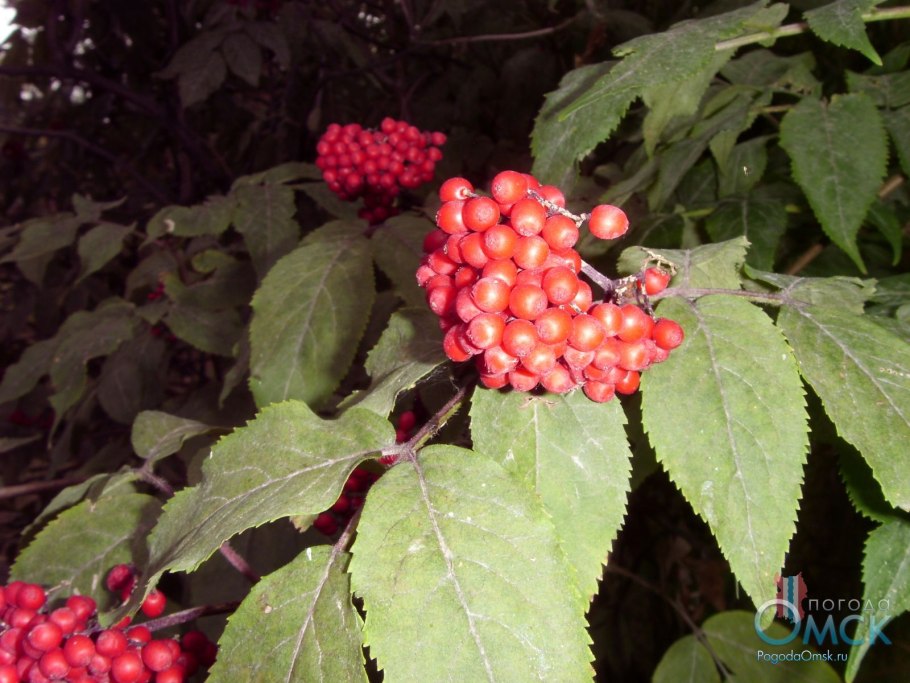 Бузина красная кистистая
