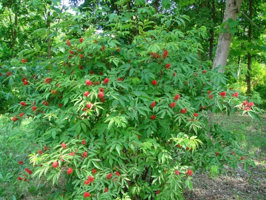 Бузина кистистая куст