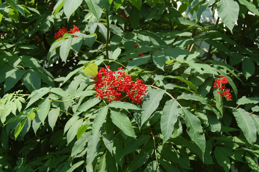 Бузина кистистая обыкновенная