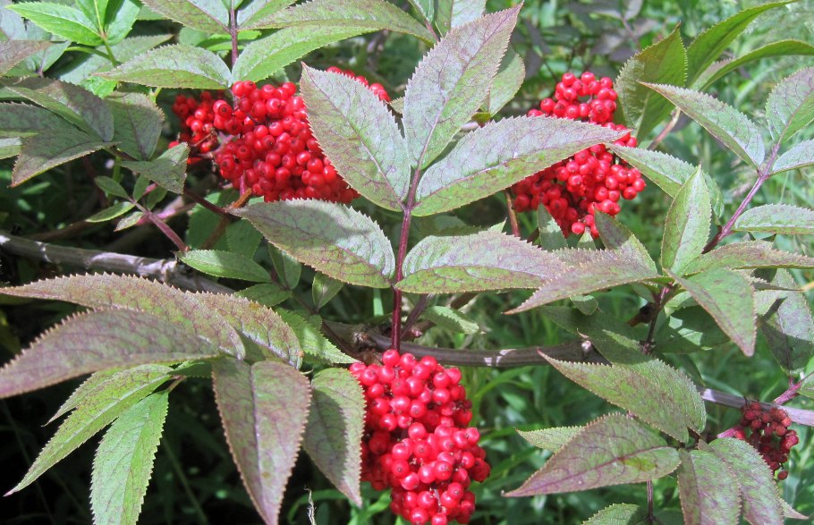 Бузина красная sambucus