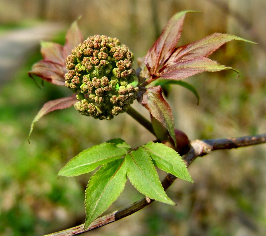 Sambucus racemosa