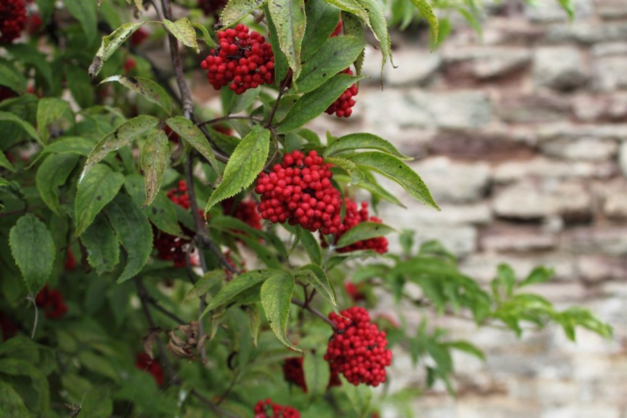 Бузина красная (sambúcus racemósa)