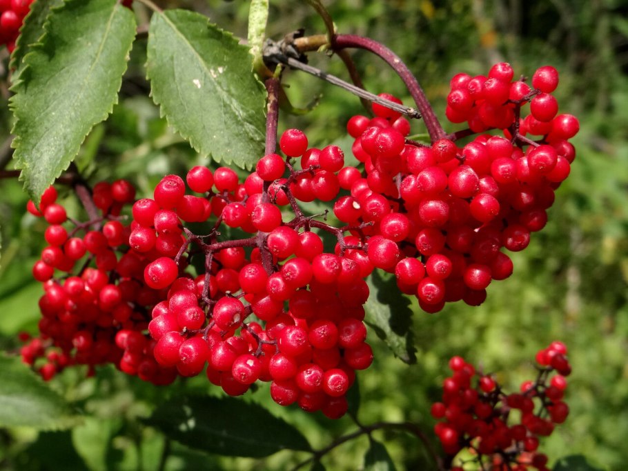 Sambucus racemosa l. - Бузина красная