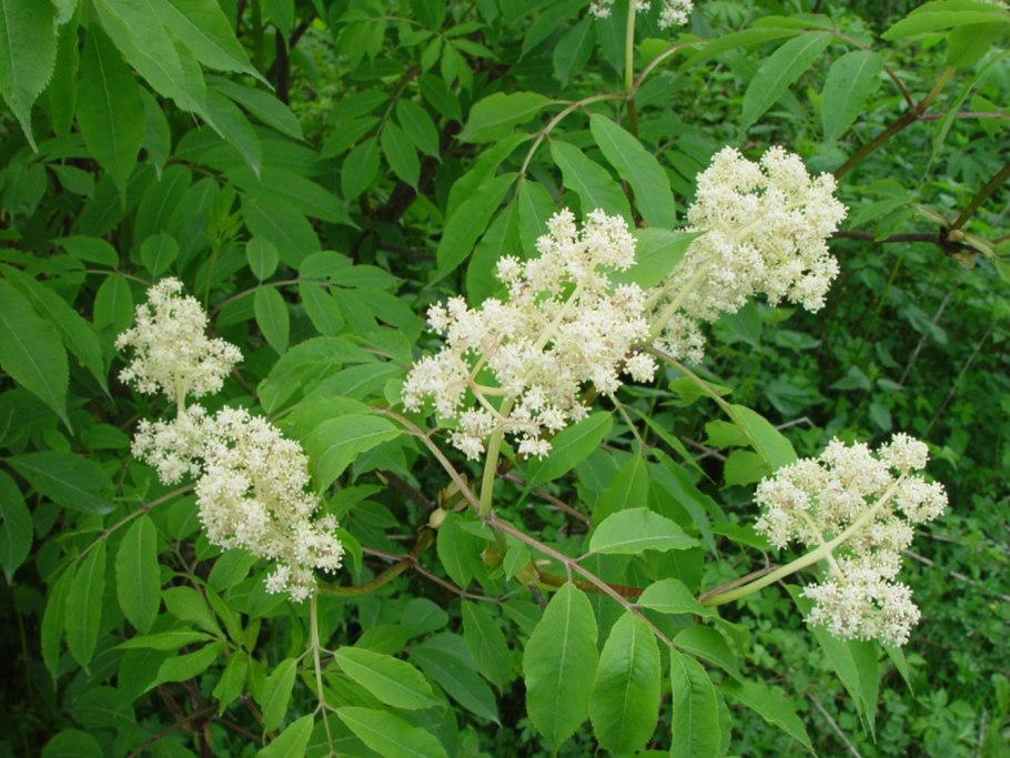 Бузина кистистая