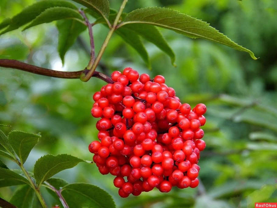 Бузина красная кистистая