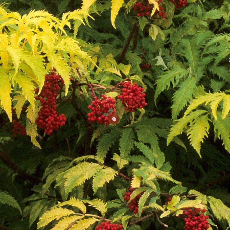 Бузина кистевидная