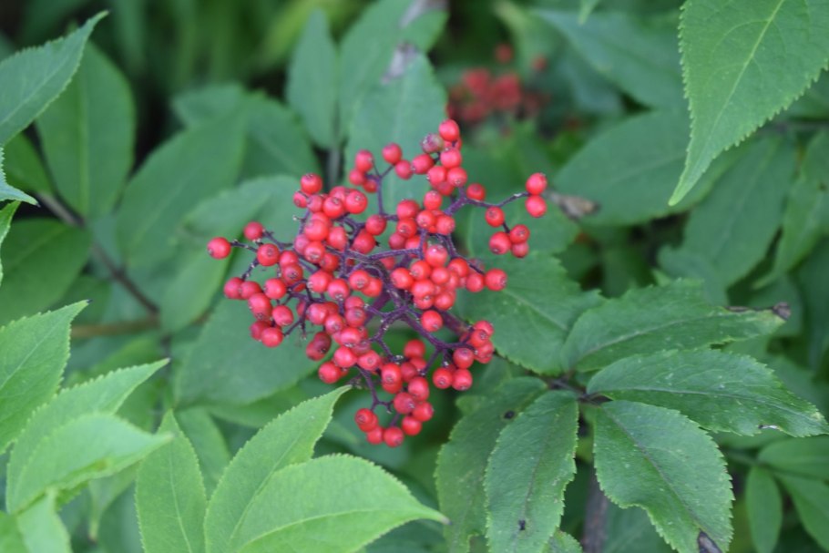 Бузина Сибирская Sambucus sibirica