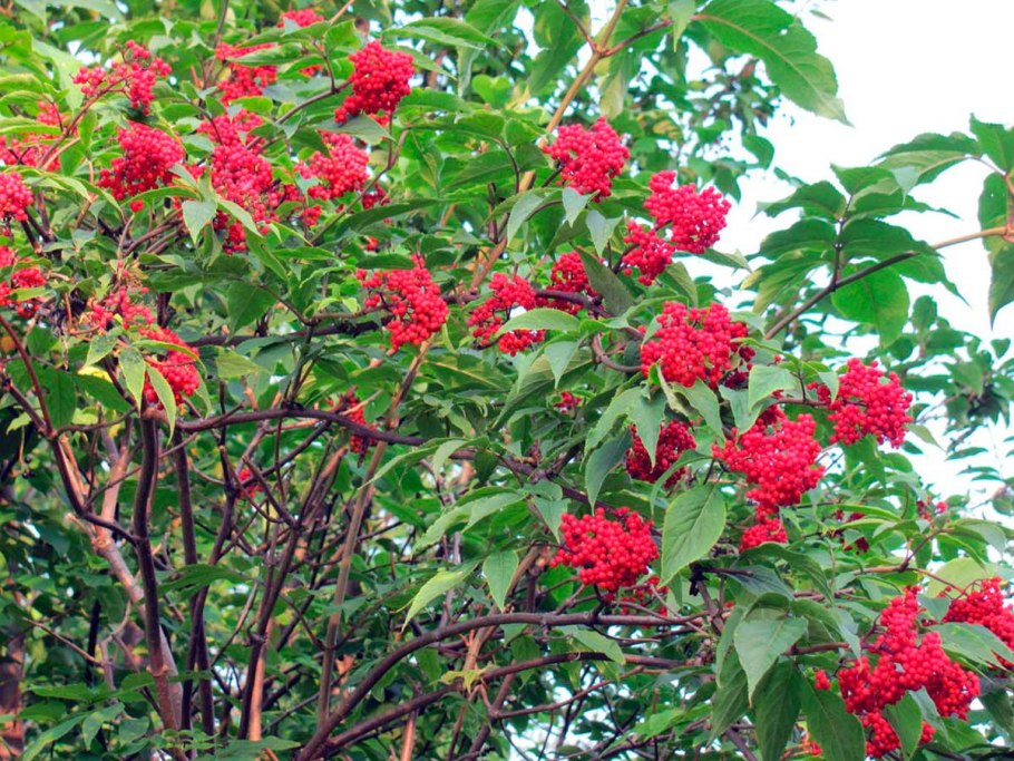 Бузина кистистая обыкновенная