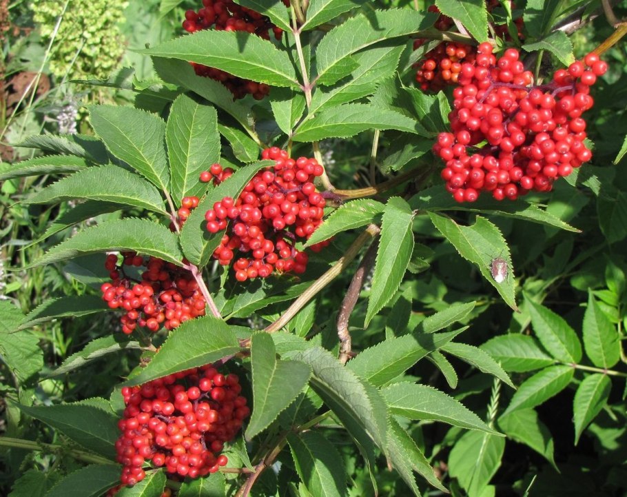 Бузина красная Sambucus