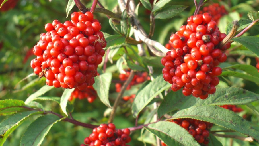 Бузина кистистая, Sambucus racemosa