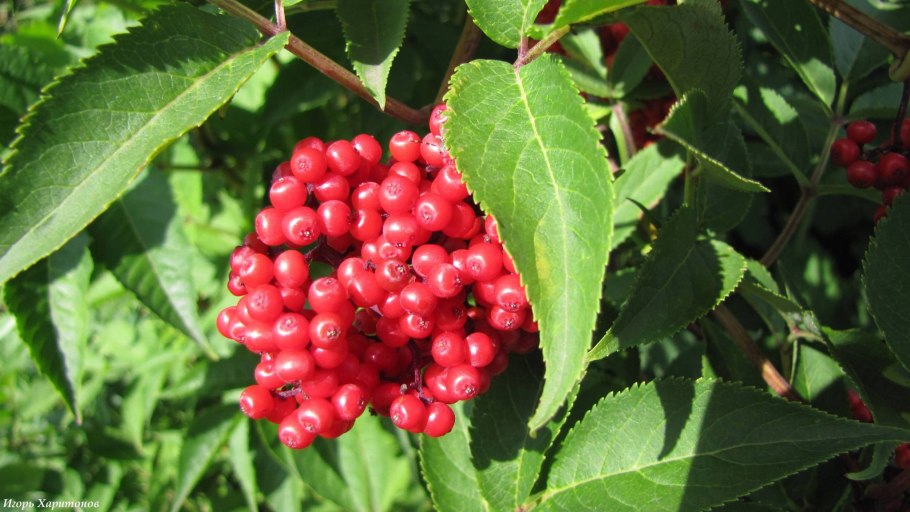 Бузина Волчья ягода