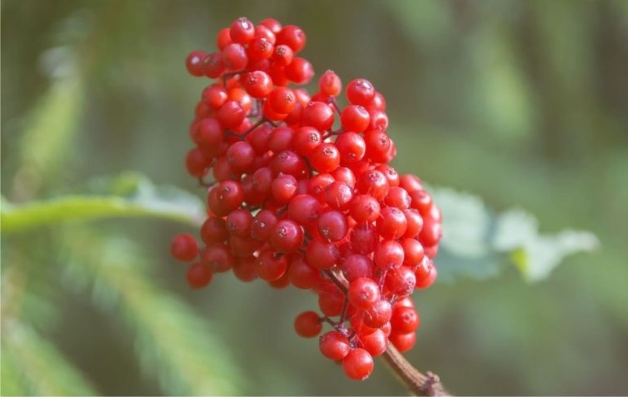 Бузина красная несъедобная