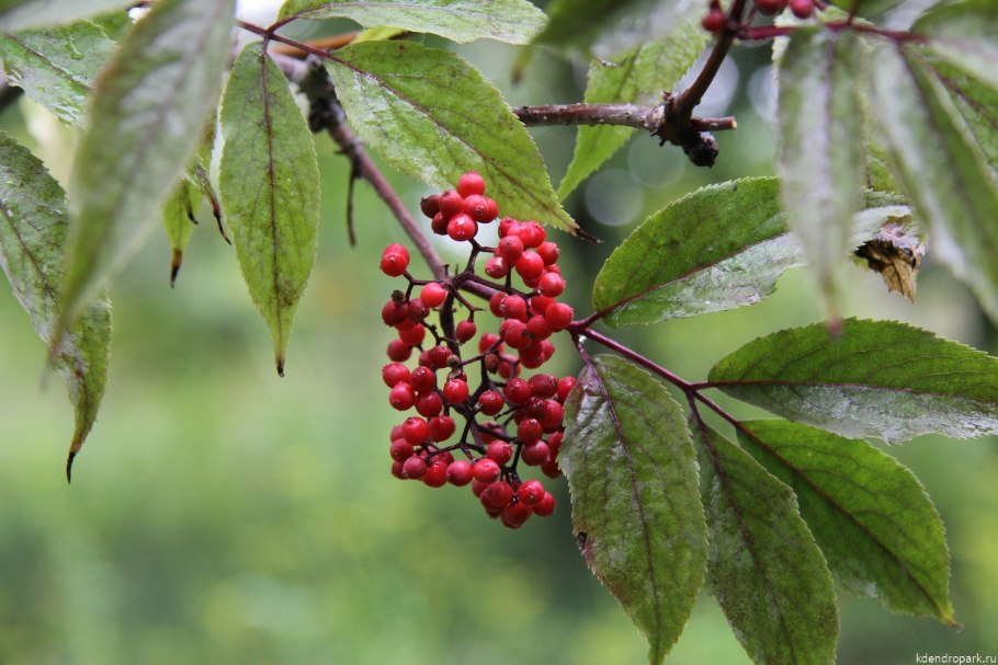 Бузина красная (Sambúcus racemósa)