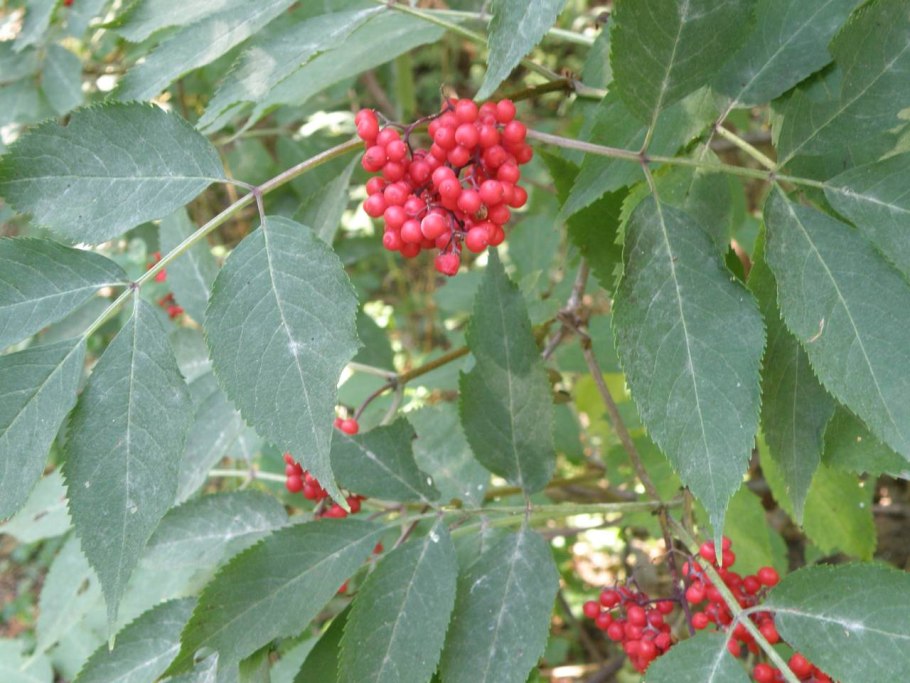 Бузина растение