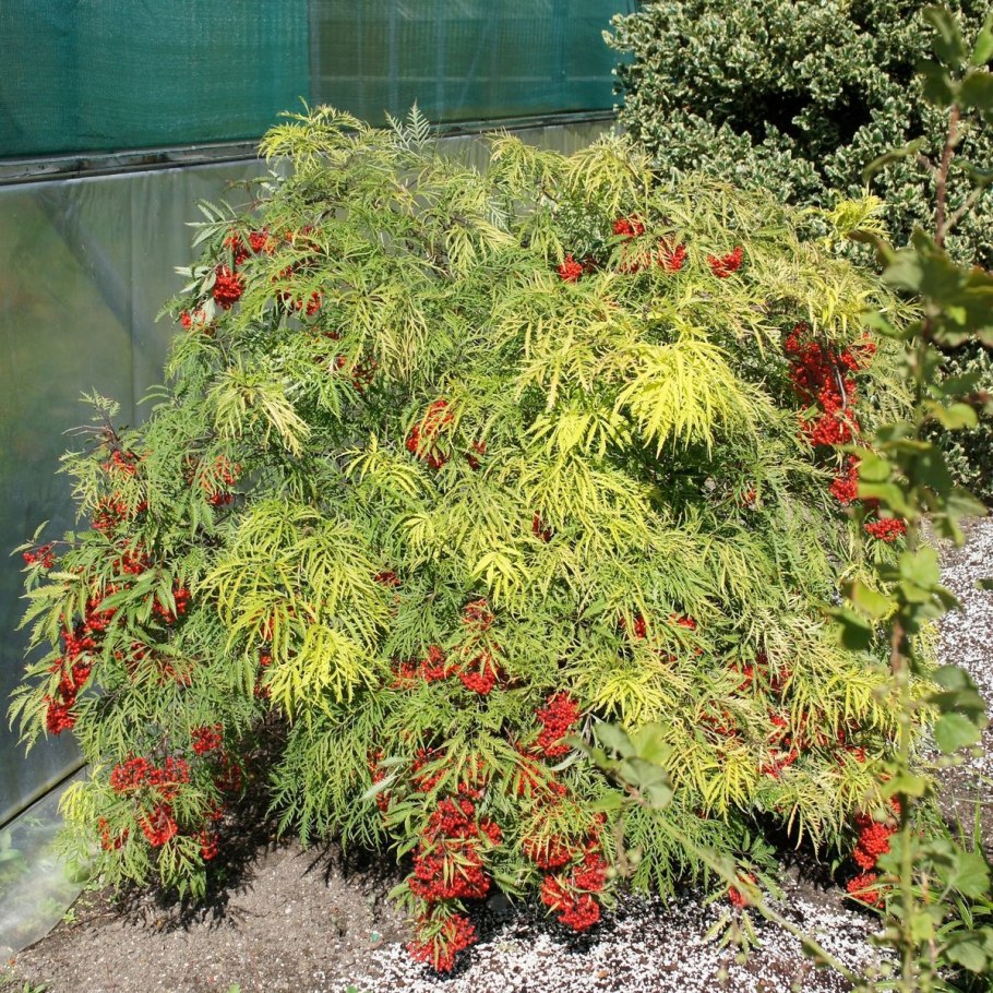 Бузина красная плюмоза ауреа