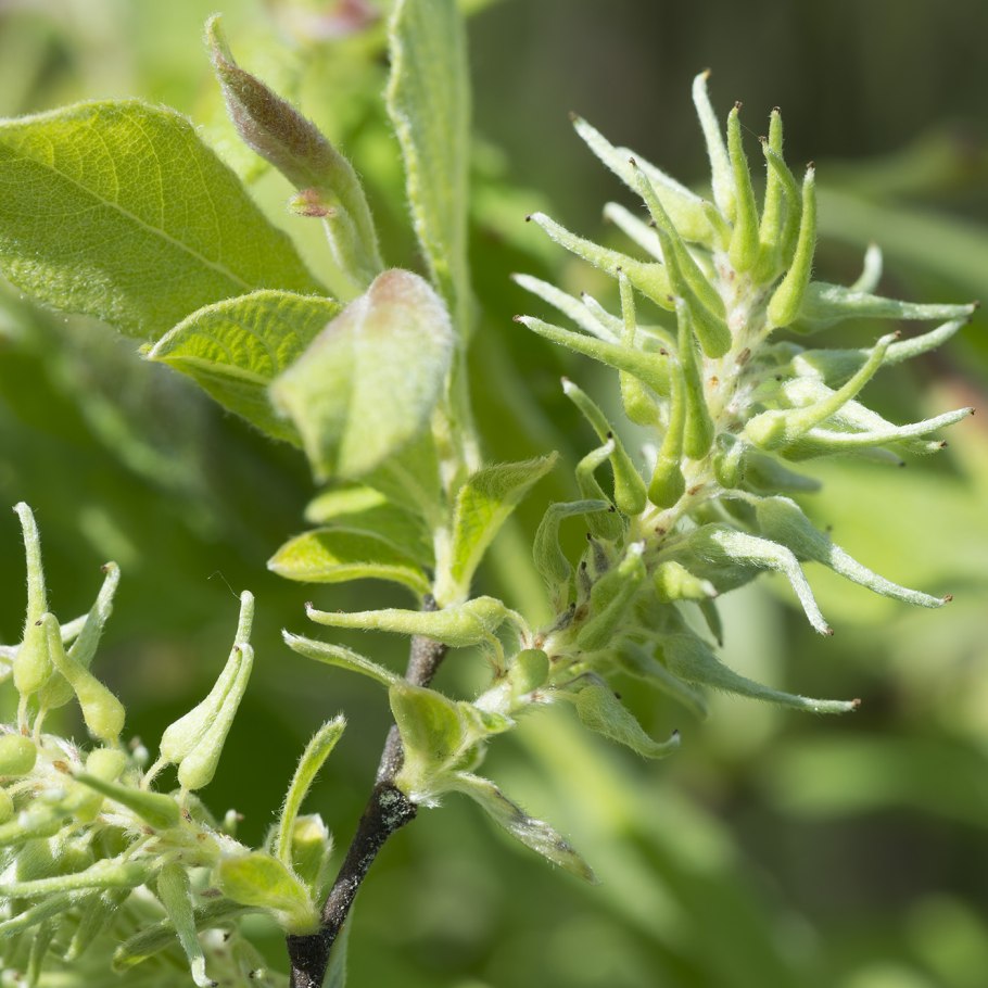 Ива ушастая Salix