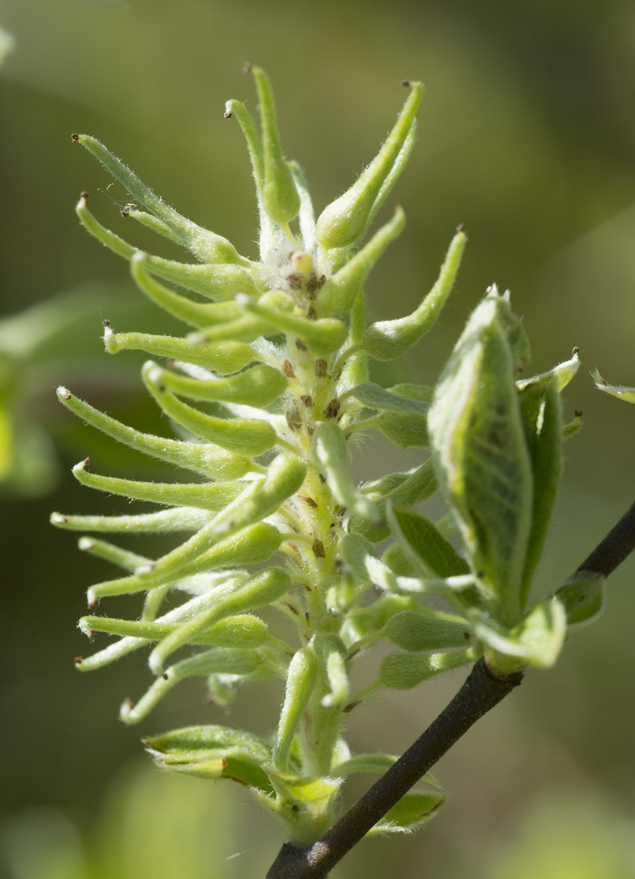 Ива ушастая весной