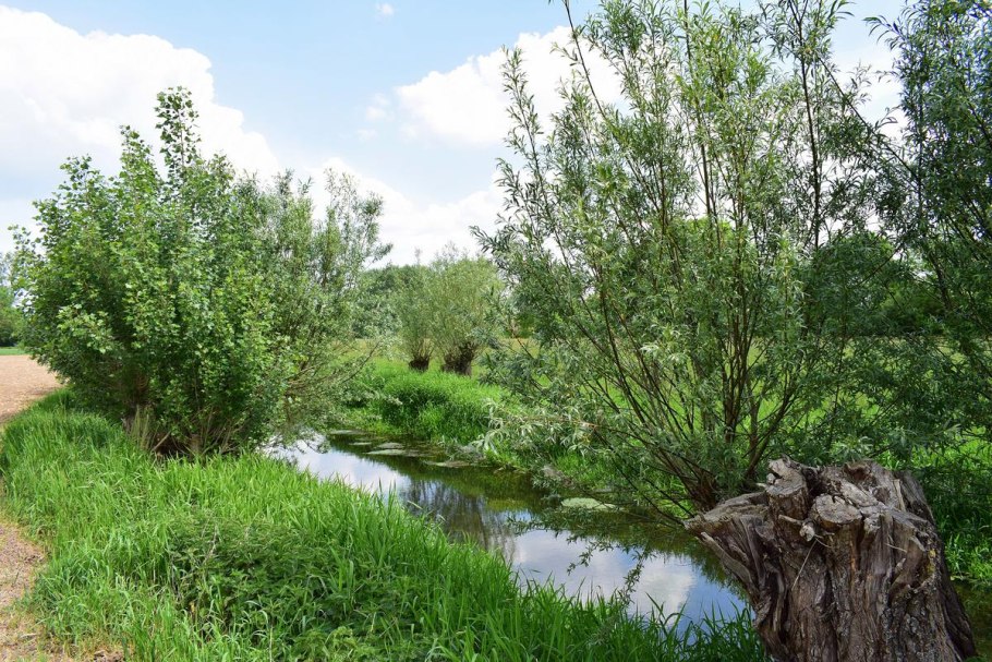 Ива ушастая почки