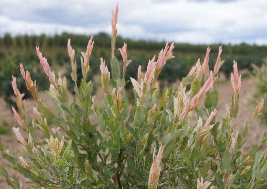 Ива ушастая Плантариум