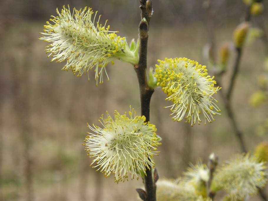 Salix Aurita