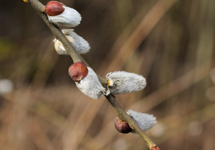 Ива Дикая кустарники