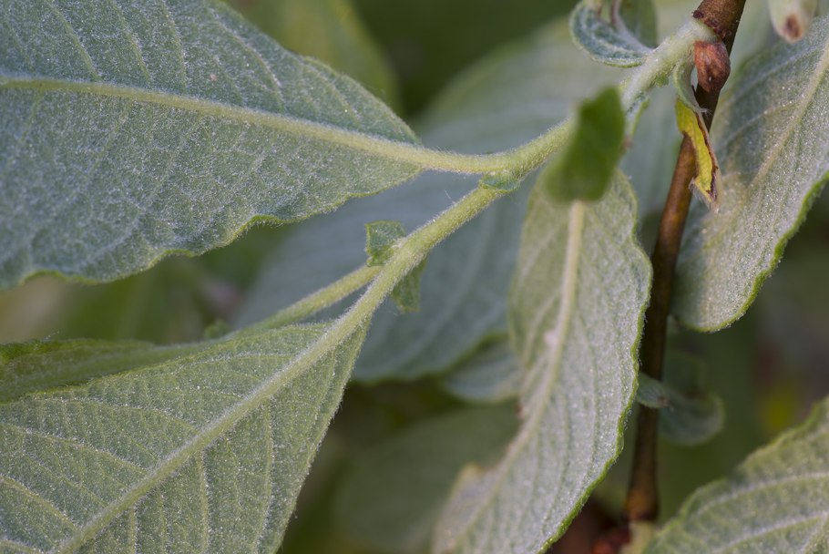 Ива прутовидная саженцы