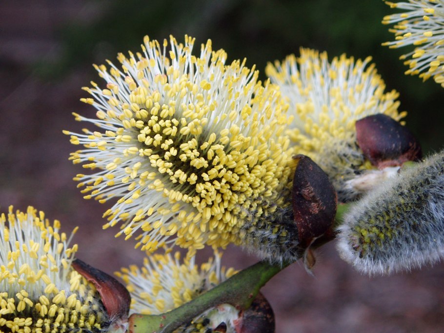 Ива волчниковая верба