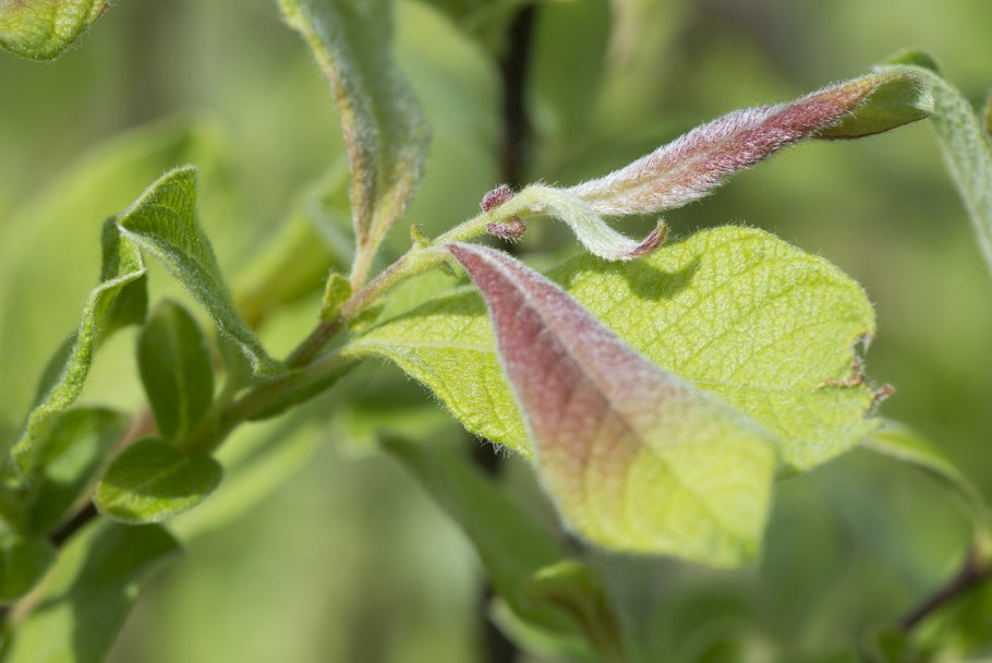 Ива ушастая (Salix Aurita l.)