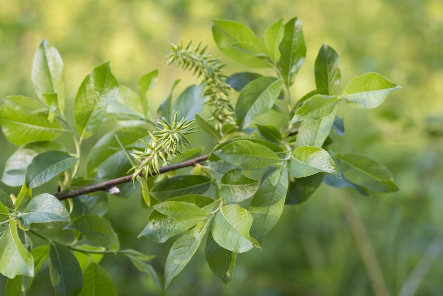 Salix Aurita