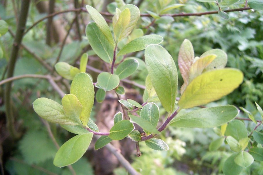 Salix cinerea Tricolor