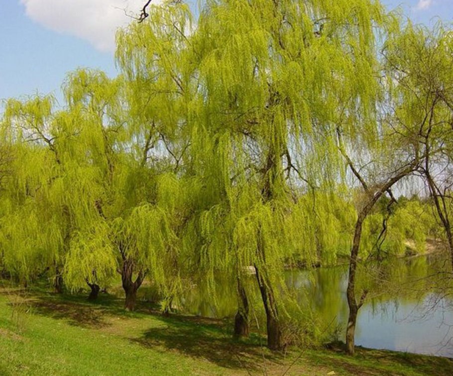 Ива волчниковая Верба