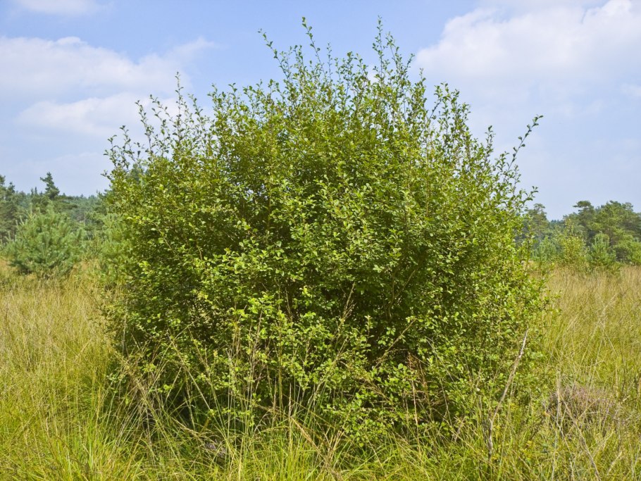 Salix Aurita