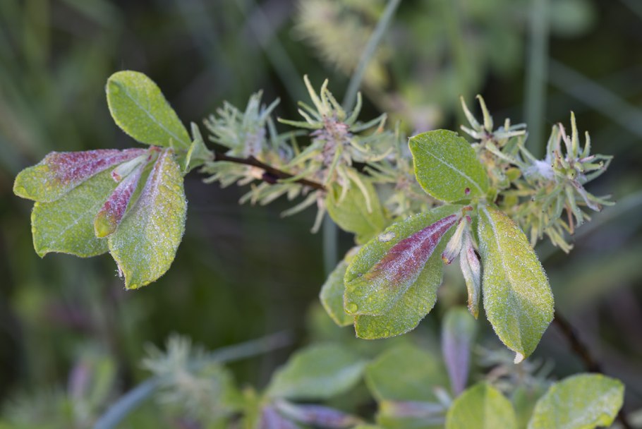 Ива ушастая (Salix Aurita l.)