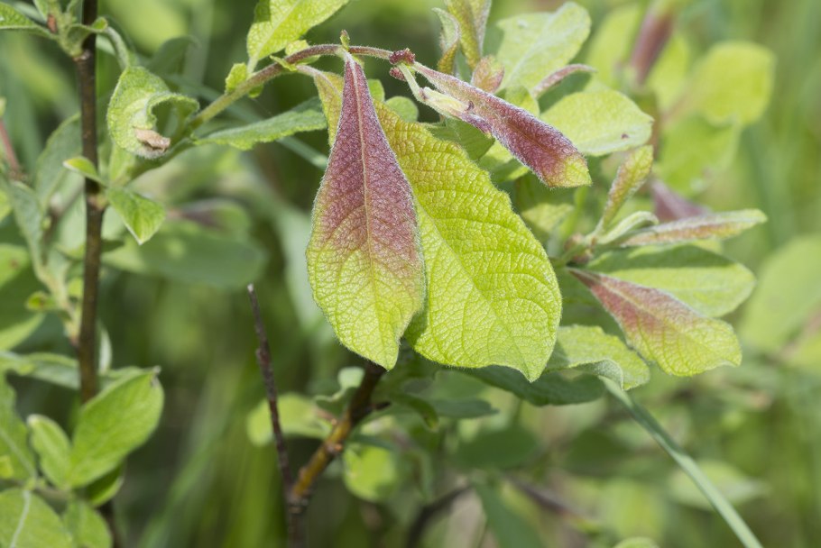 Ива ушастая (Salix Aurita l.)