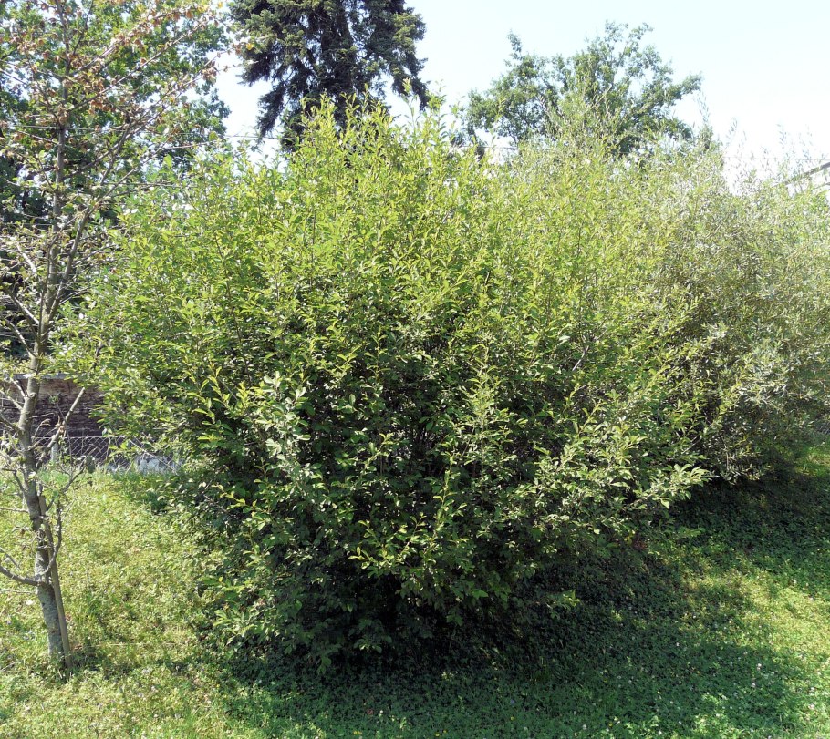 Ива Козья (Ракита)