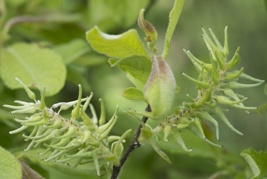 Ива ушастая Плантариум