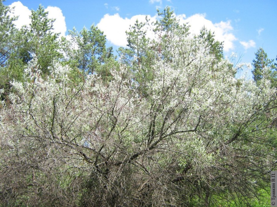 Лох серебристый узколистный